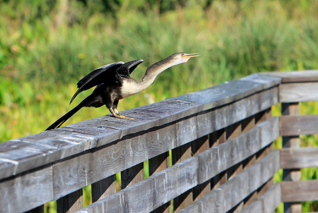 Exploring the Green Cay&nbsp;Wetlands