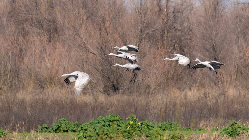 The Case of the Mysterious “Might-be-a-rare-bird”