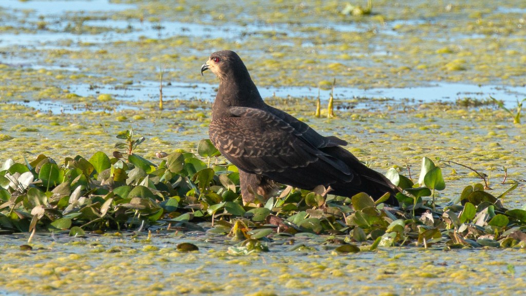 Looking for Snail&nbsp;Kites
