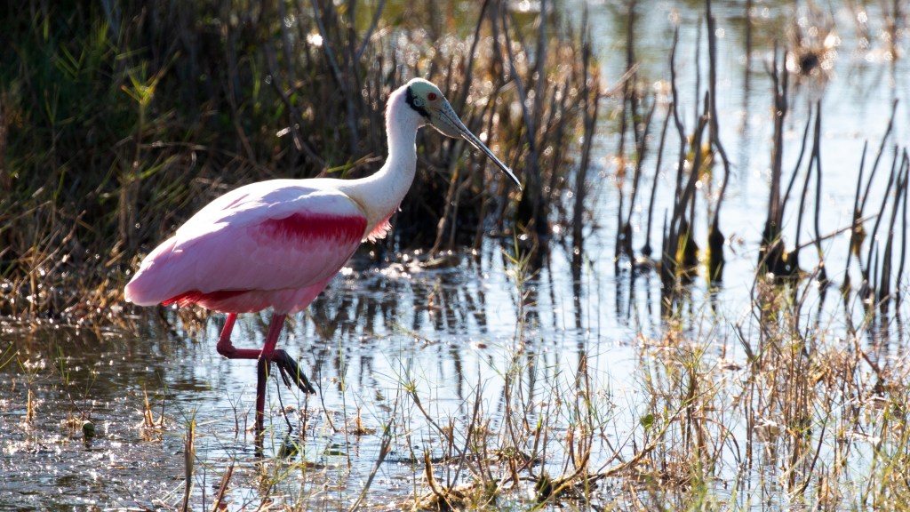 In Search of… Pink&nbsp;Birds