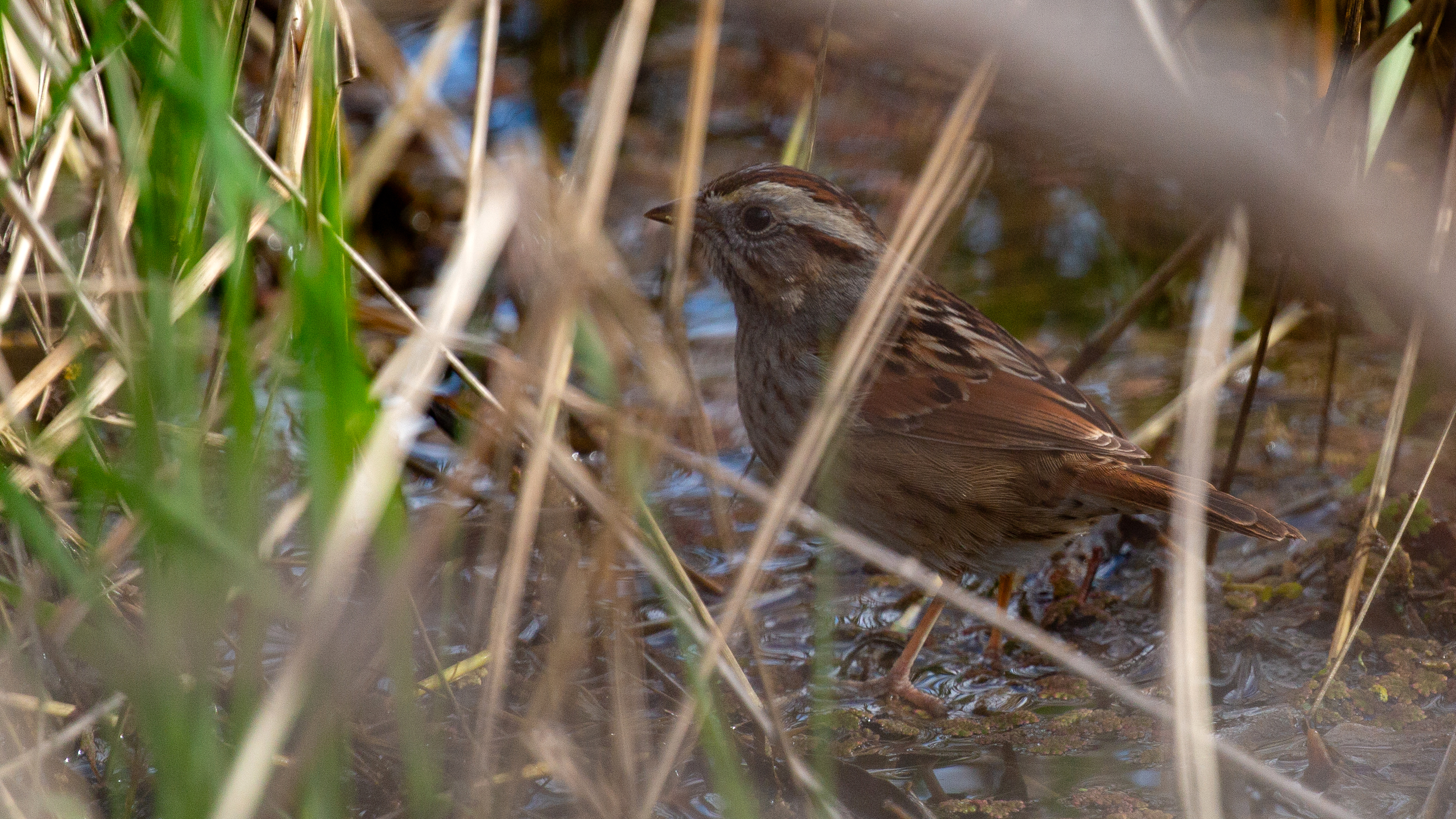 Photograph of a Swamp Sparrow