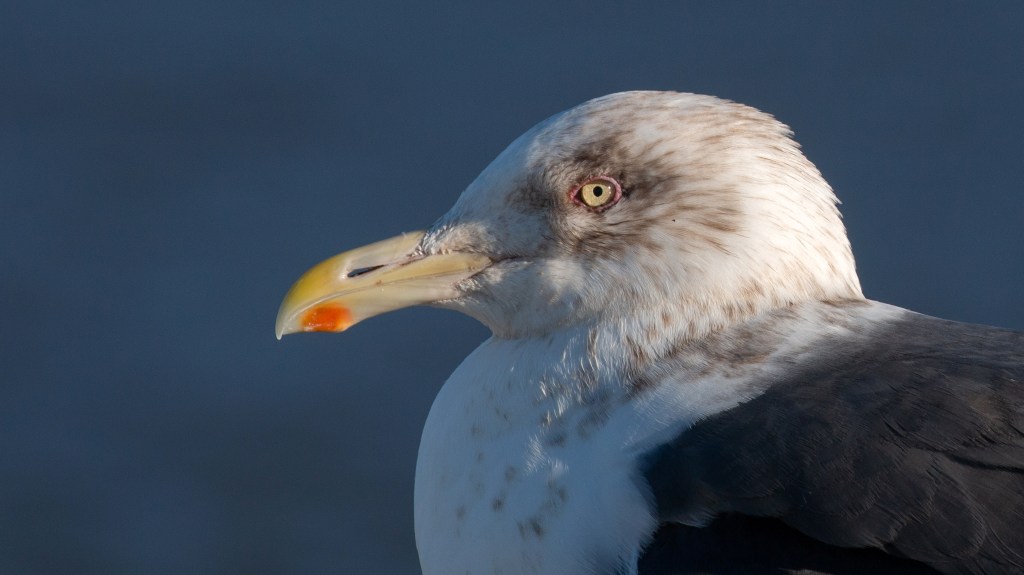 A Visit from the Gray-mantled Gull of&nbsp;Kamchatka