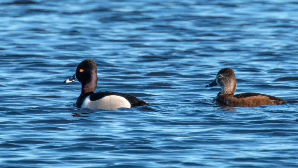 Ring-necked Ducks
