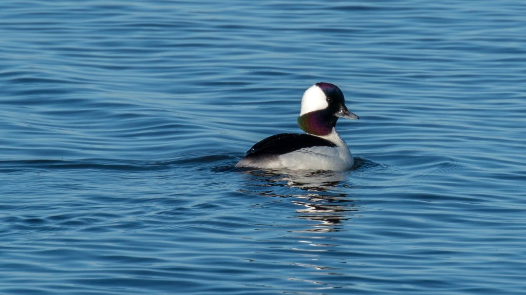 Bufflehead