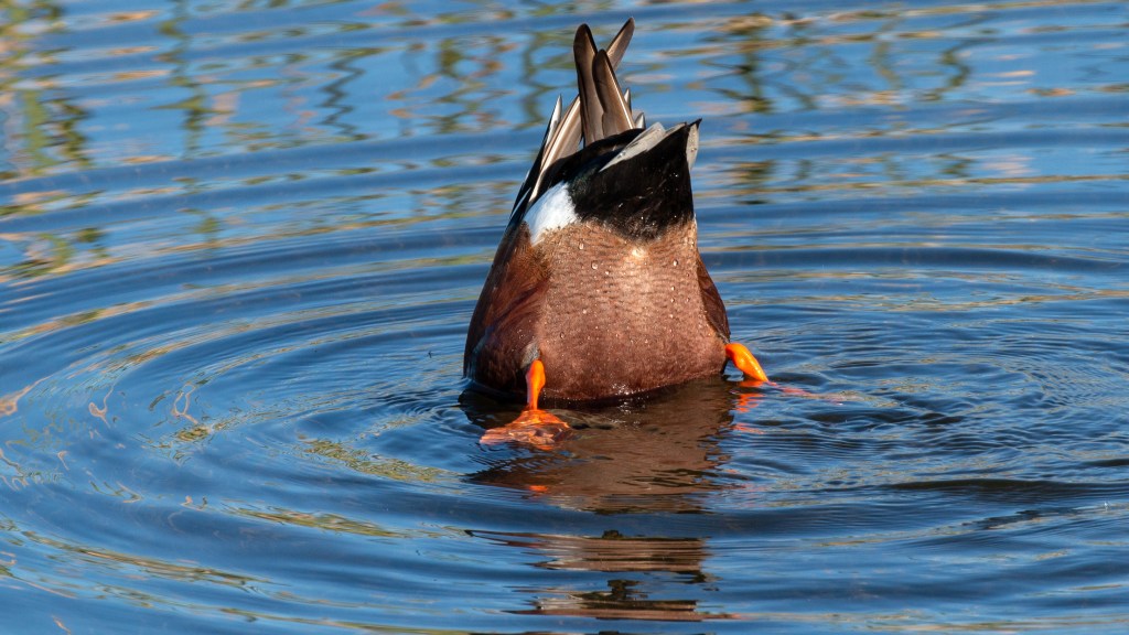 No Butts About it, Merced NWR is for the&nbsp;Birds