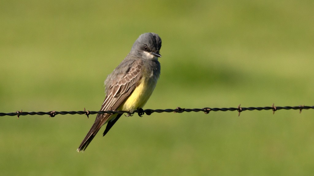 Cassin’s Kingbirds, Lawrence’s Goldfinch and Avian&nbsp;Eponyms
