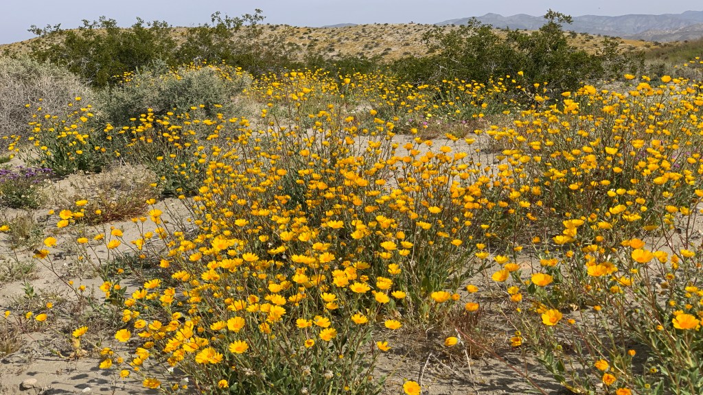 California’s Super Bloom&nbsp;2019