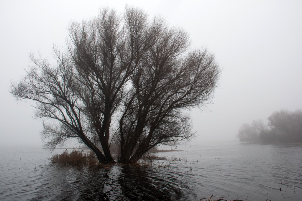 I Tried to Catch the Fog, but I Mist