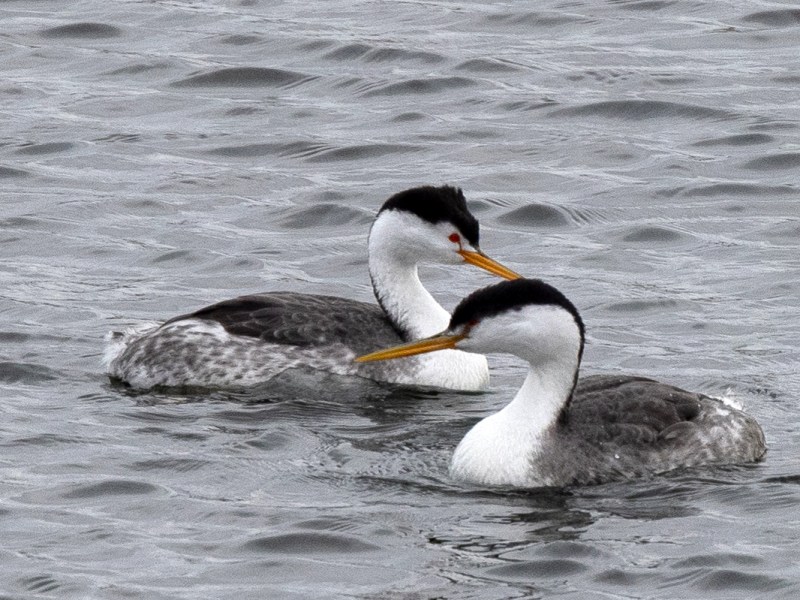 Birding Between the&nbsp;Storms