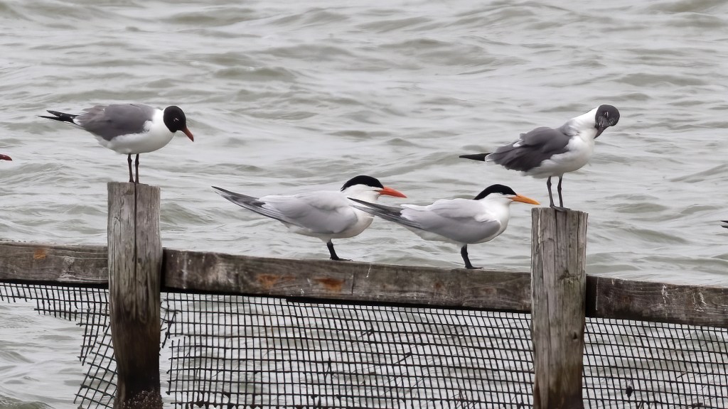Image of Laughing Gulls, Caspian Tern and Elegant Tern