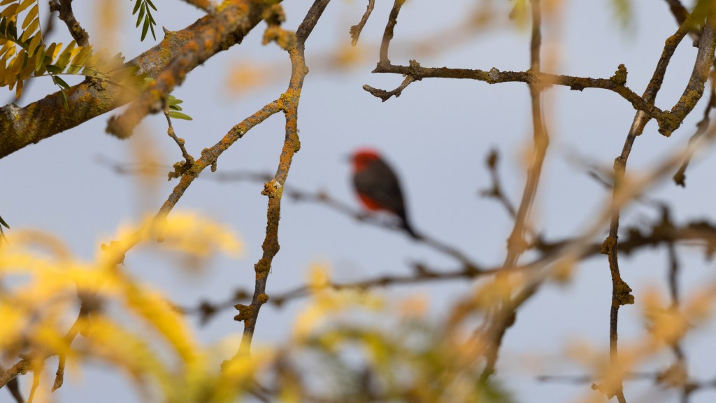 In Search of a 5-Star Rated Vermilion Flycatcher&nbsp;Photo