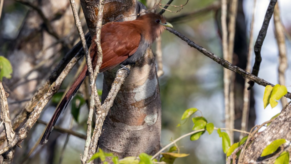 A Squirrel Moment – Squirrel Cuckoo that&nbsp;is