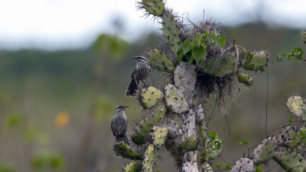 A 4 “Yucatán” Bird&nbsp;Day