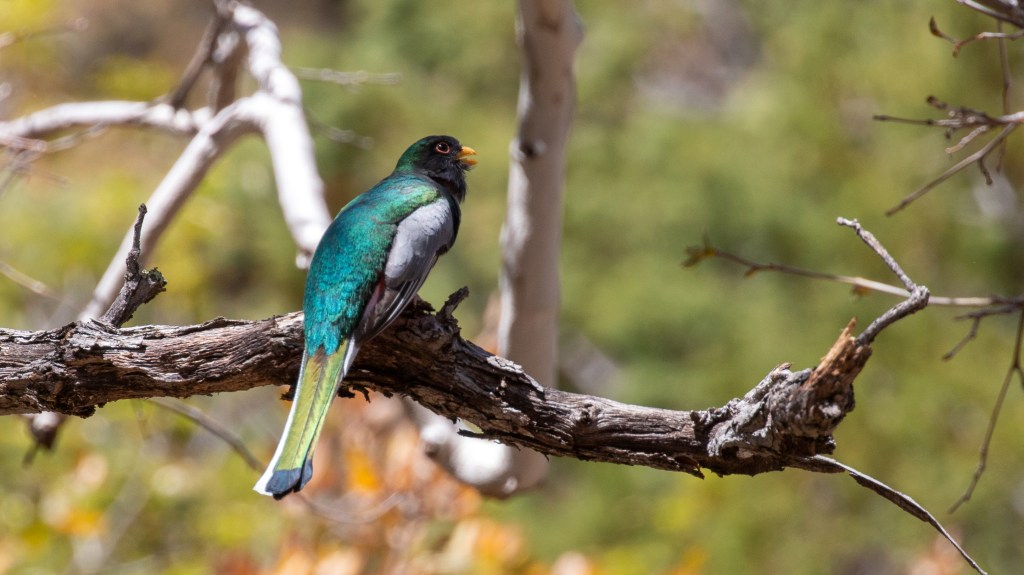 Operation PhotoTrogon Stop #9 – Santa Rita&nbsp;Mountains