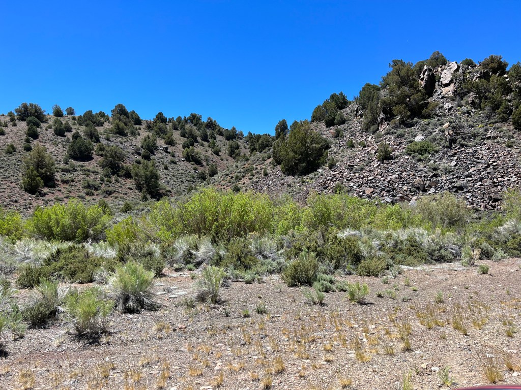 Rosy-Finch Rendezvous: Stop 9 – Cottonwood&nbsp;Canyon