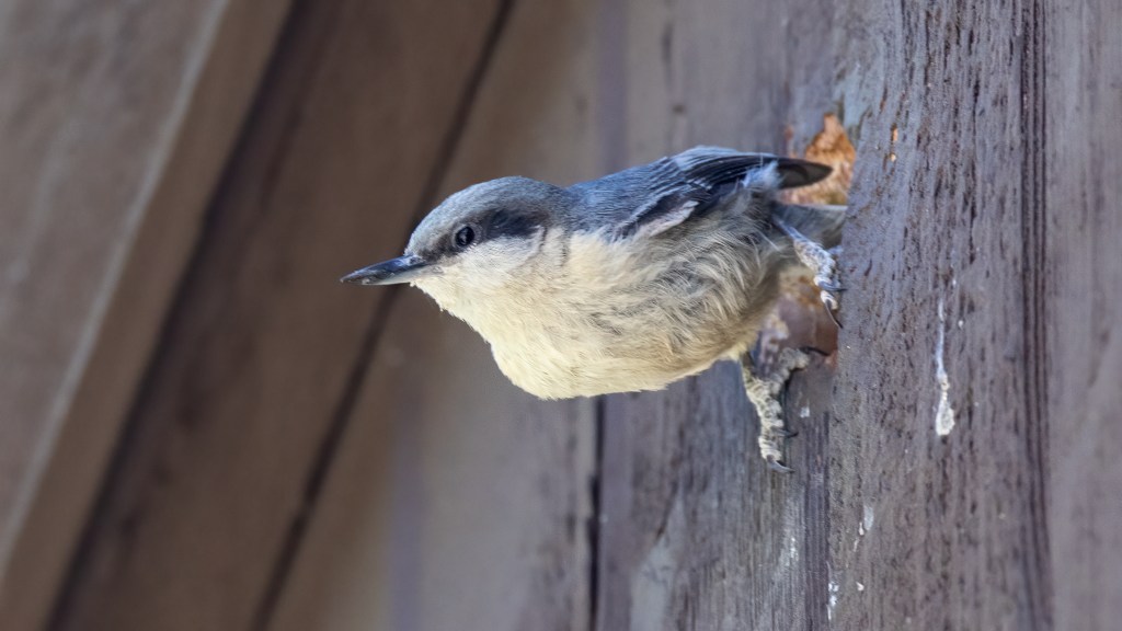 Rosy-Finch Rendezvous: Stop 5 – Sierra Lodge at Mammoth&nbsp;Lakes