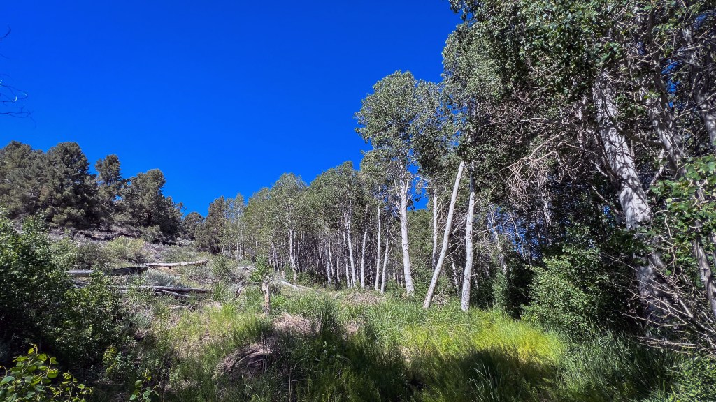 Rosy-Finch Rendezvous: Stop 6 – Wildrose&nbsp;Canyon