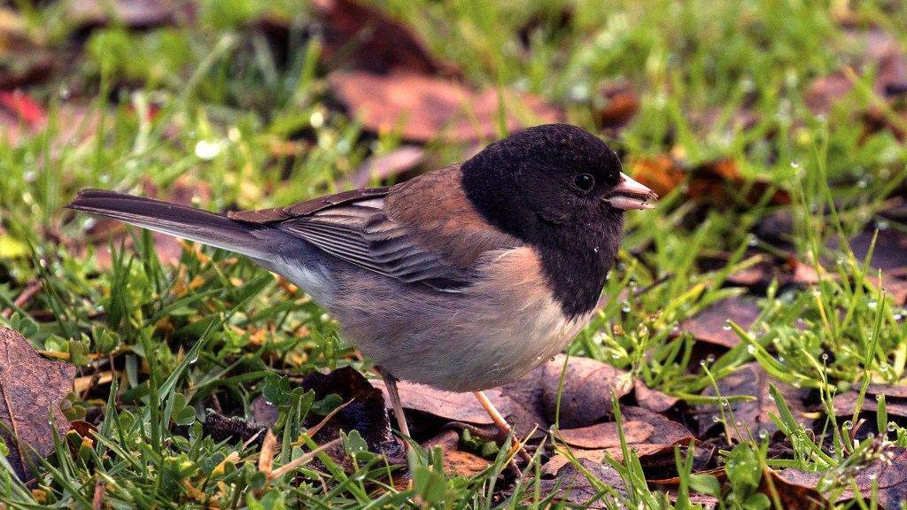 Dark-eyed Junco