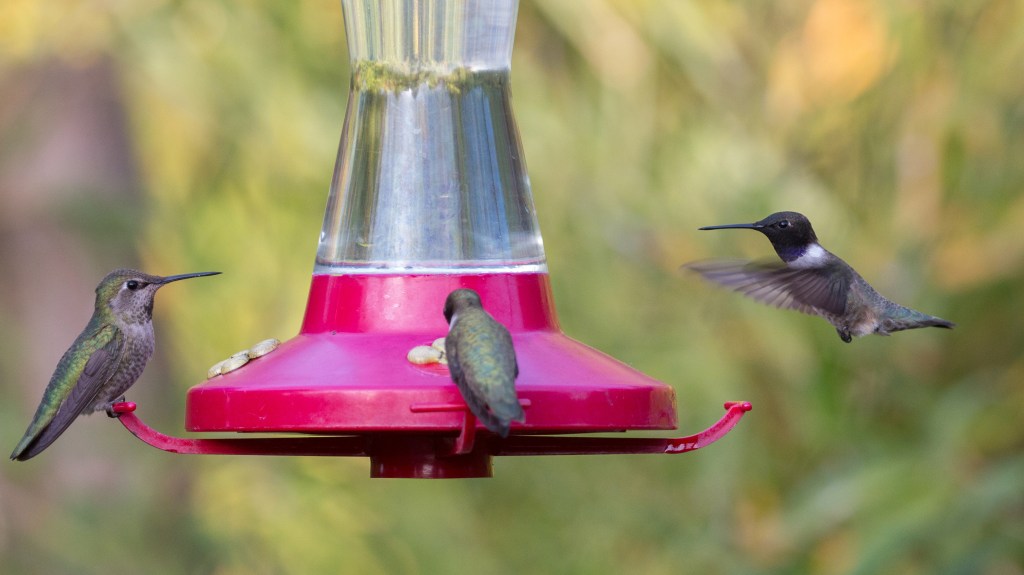 Common Valley Hummingbirds