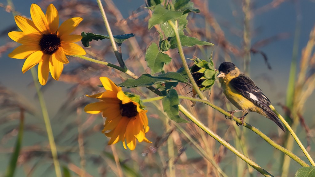 Valley Goldfinches