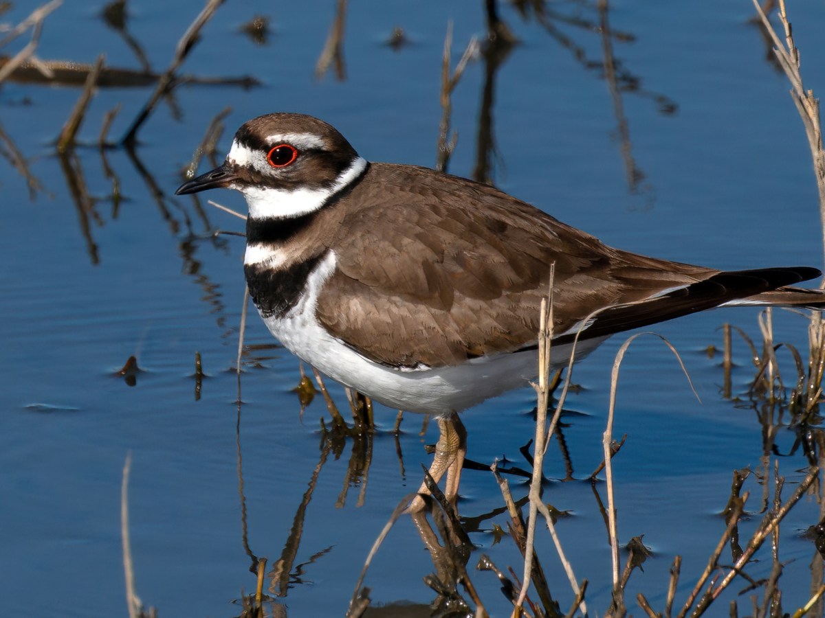 Killdeer