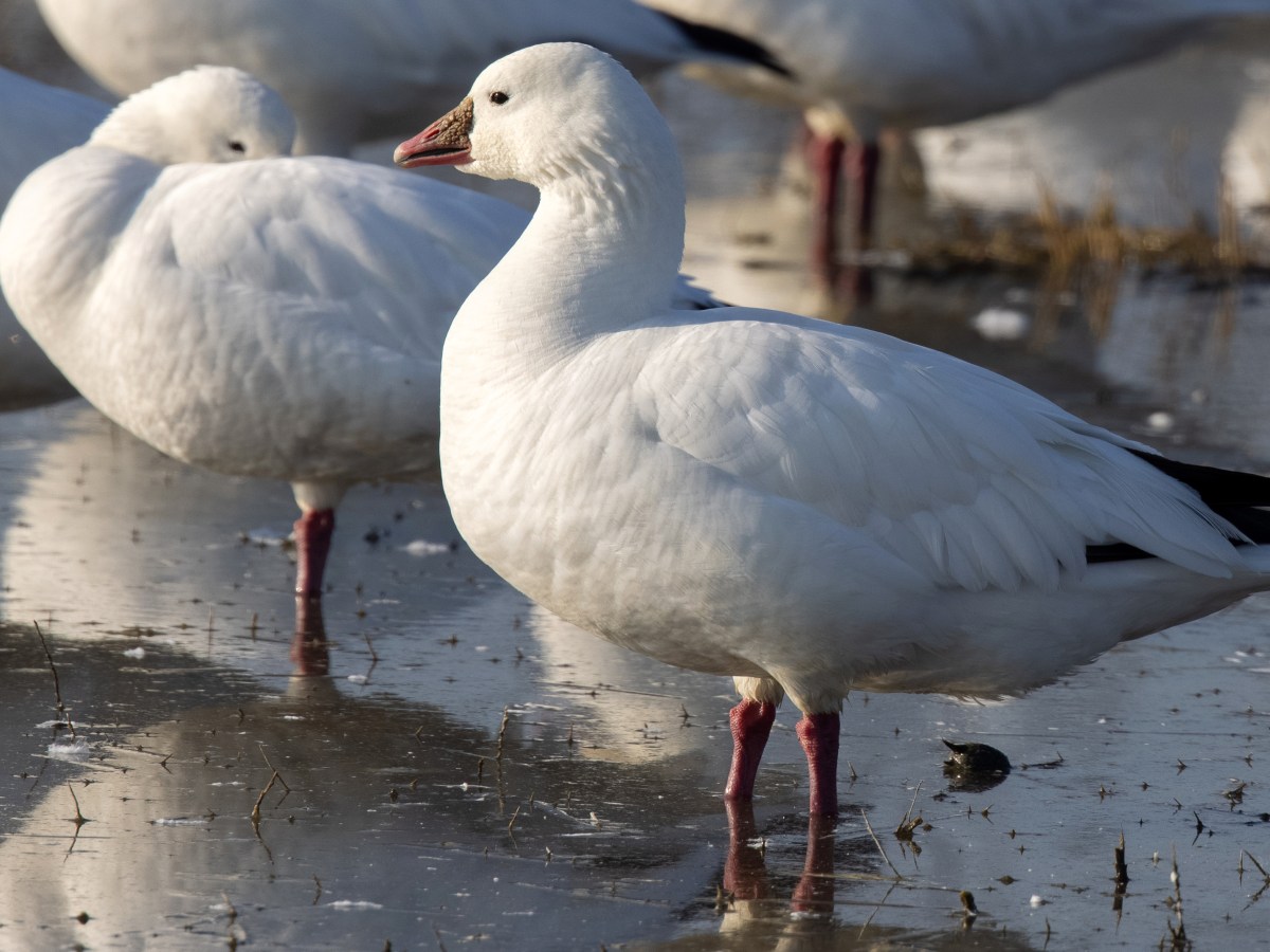 Our Wintering “White” Geese – Part&nbsp;II