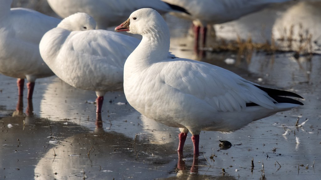 Our Wintering “White” Geese – Part&nbsp;II