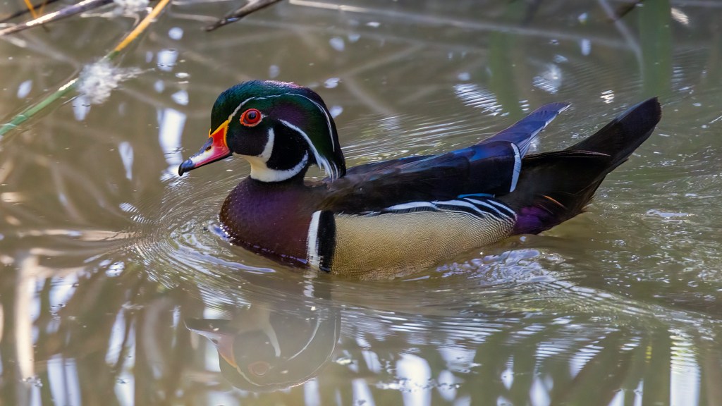 Wood Duck