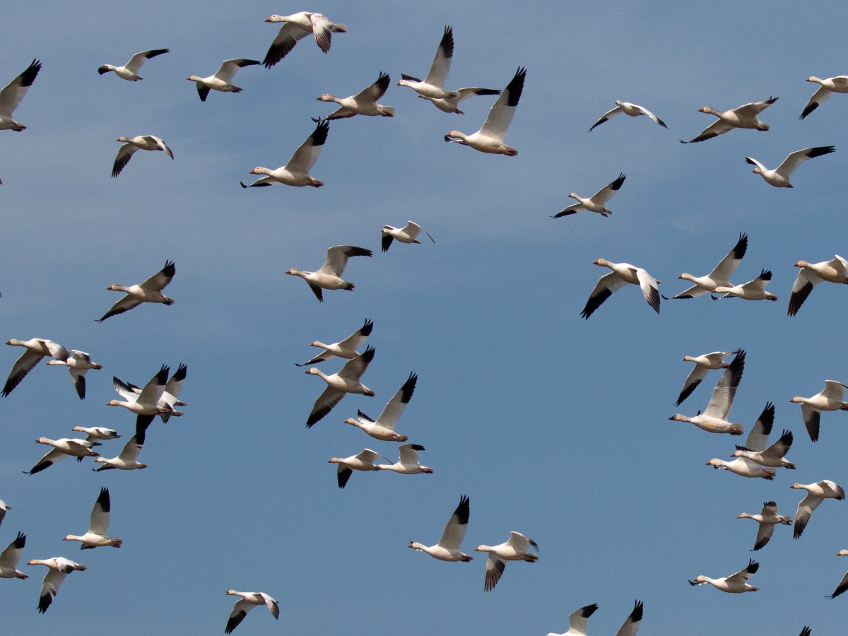 Our Wintering “White” Geese – Part&nbsp;I