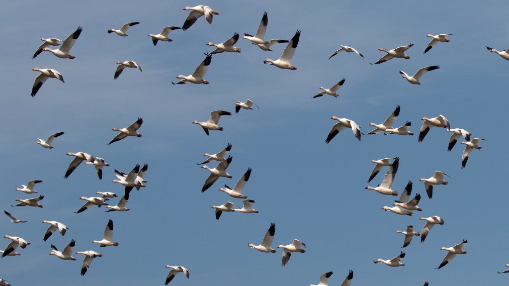 Our Wintering “White” Geese – Part&nbsp;I