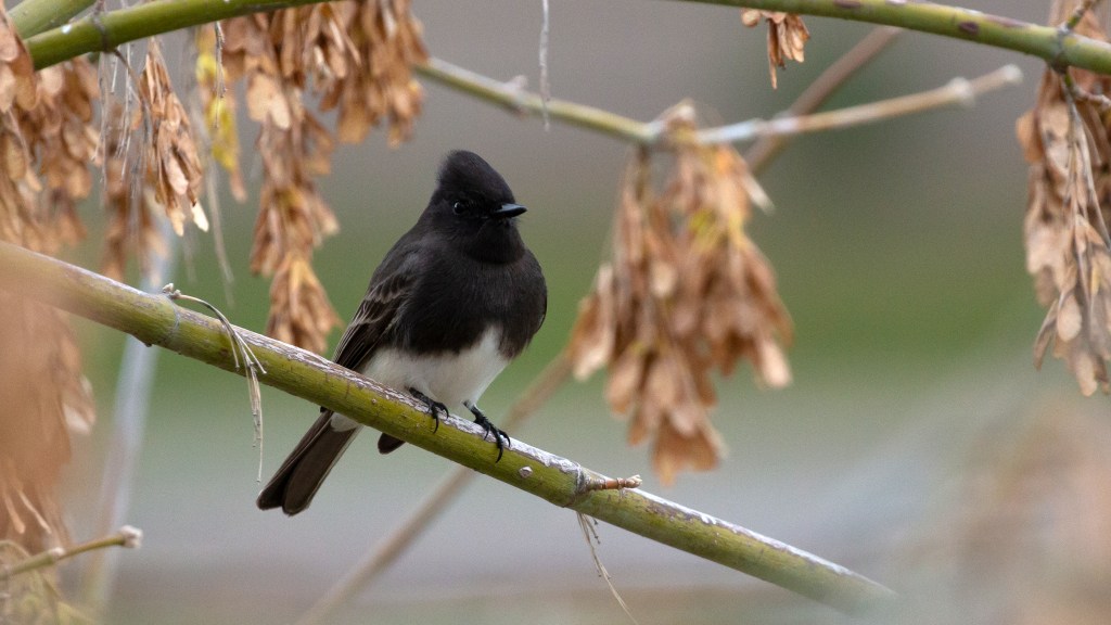 Black Phoebe
