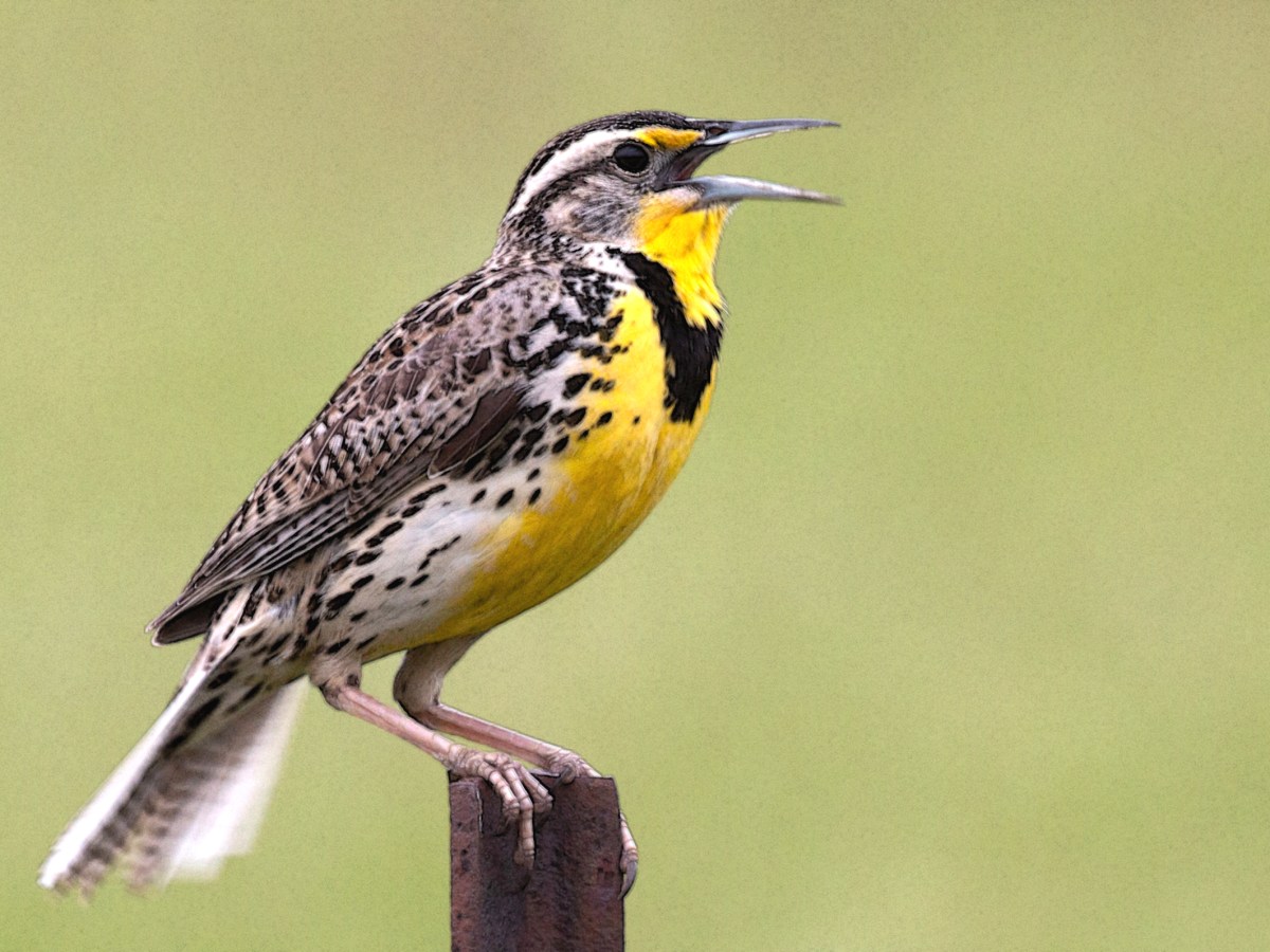 Western Meadowlark