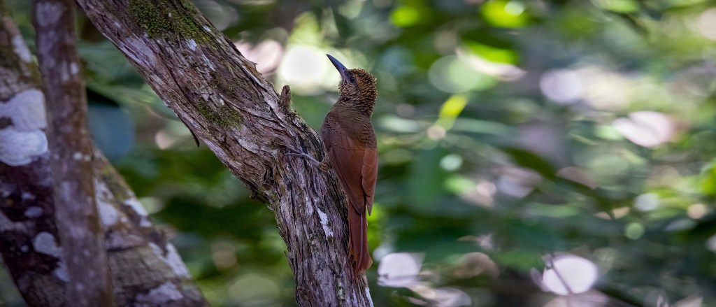 YUCATAN BIRD WALLPAPERS #16 – Northern Barred&nbsp;Woodcreeper