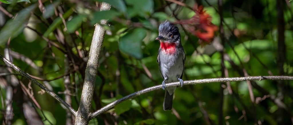 YUCATAN BIRD WALLPAPERS #11 – Rose-throated Becard