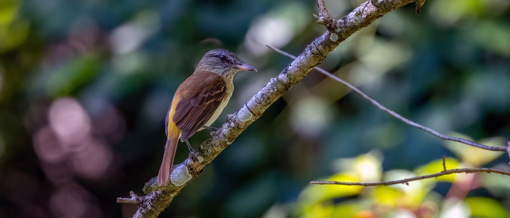 YUCATAN BIRD WALLPAPERS #12 – Bright-rumped Attila