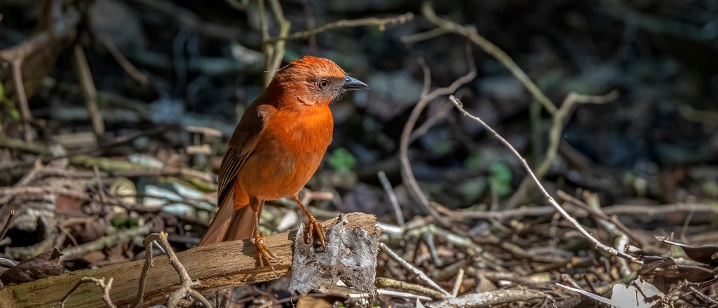 YUCATAN BIRD WALLPAPERS #19 – Red-throated&nbsp;Ant-Tanager
