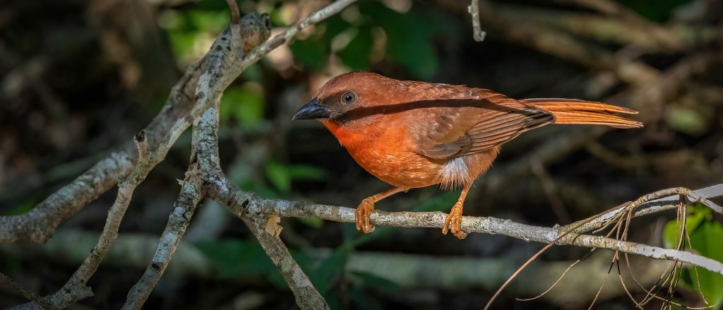 YUCATAN BIRD WALLPAPERS #21 – Red-crowned&nbsp;Ant-Tanager