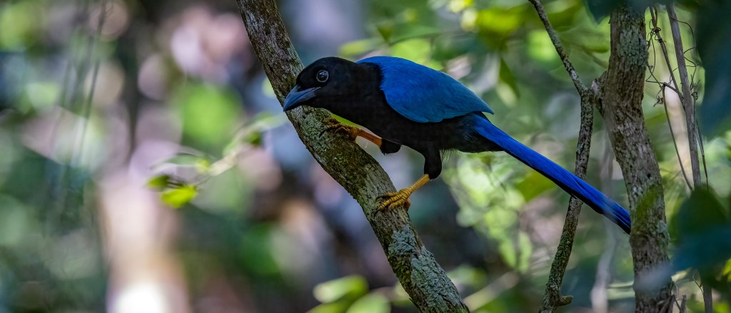 YUCATAN BIRD WALLPAPERS #23 – Yucatan&nbsp;Jay