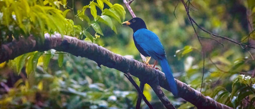 YUCATAN BIRD WALLPAPERS #1 – Yucatan&nbsp;Jay