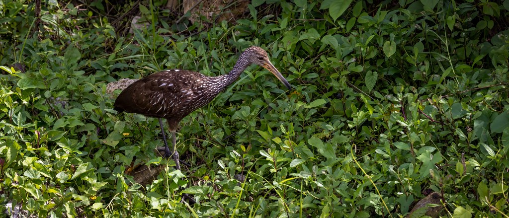 YUCATAN BIRD WALLPAPERS #27 –&nbsp;Limpkin