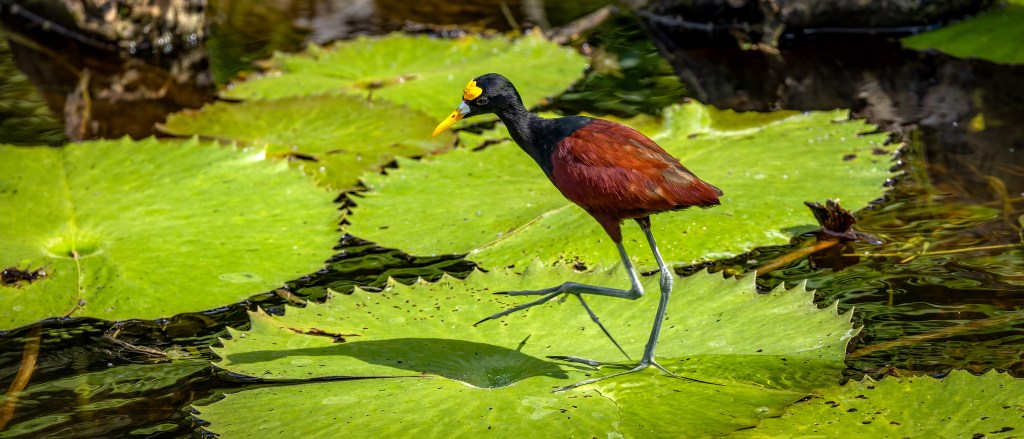 YUCATAN BIRD WALLPAPERS #28 – Northern&nbsp;Jacana
