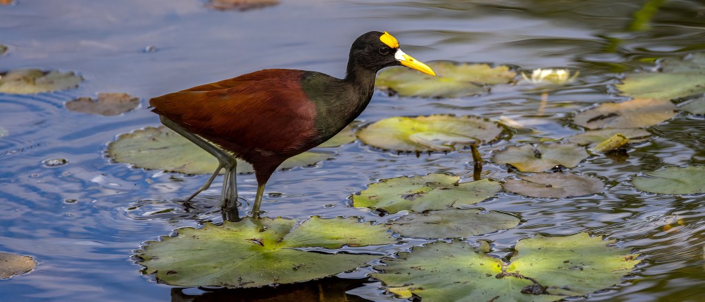YUCATAN BIRD WALLPAPERS #29 – Northern&nbsp;Jacana