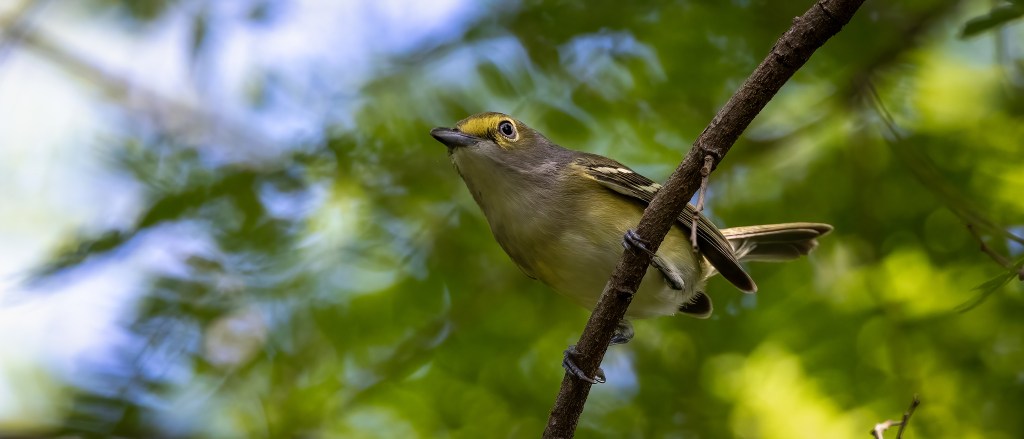 YUCATAN BIRD WALLPAPERS #8 – White-eyed&nbsp;Vireo