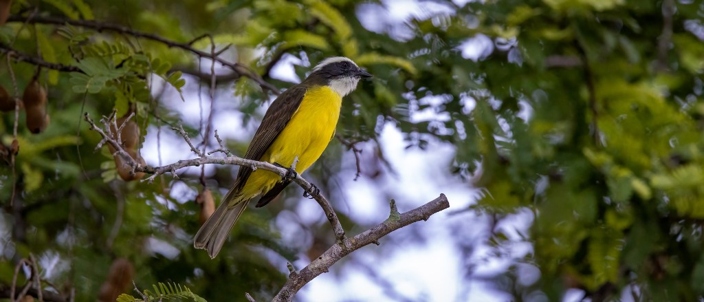 YUCATAN BIRD WALLPAPERS #31 – Social&nbsp;Flycatcher