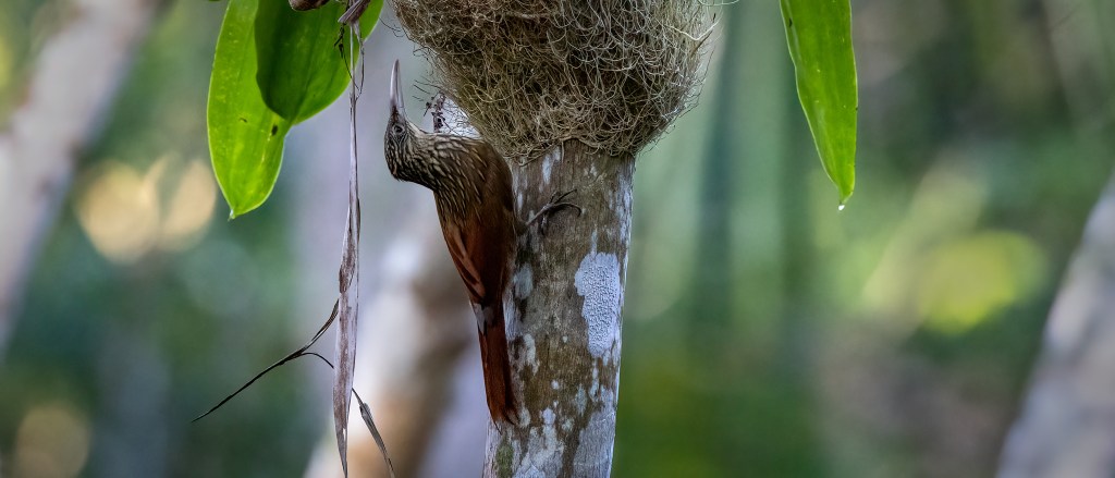 YUCATAN BIRD WALLPAPERS #33 – Ivory-billed&nbsp;Woodcreeper