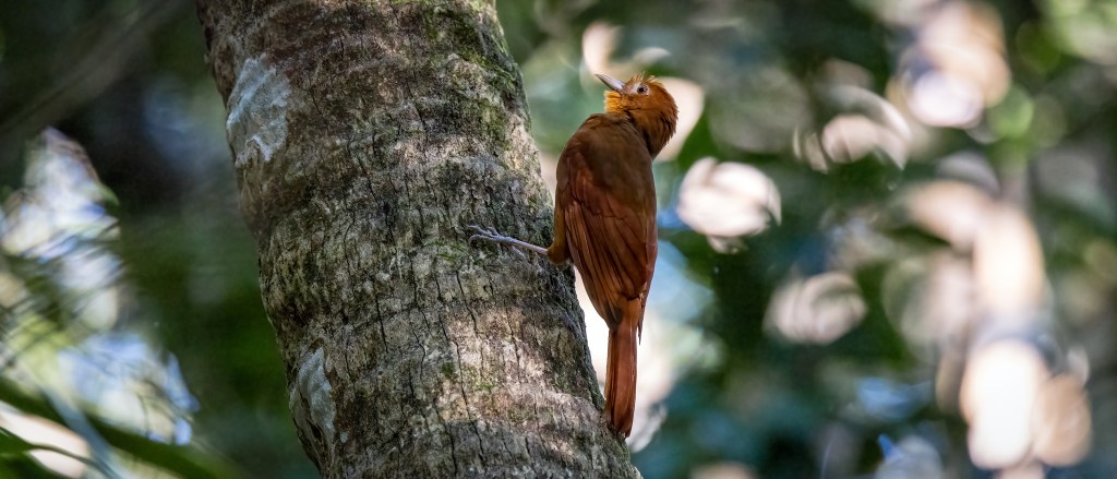 YUCATAN BIRD WALLPAPERS #14 – Ruddy&nbsp;Woodcreeper