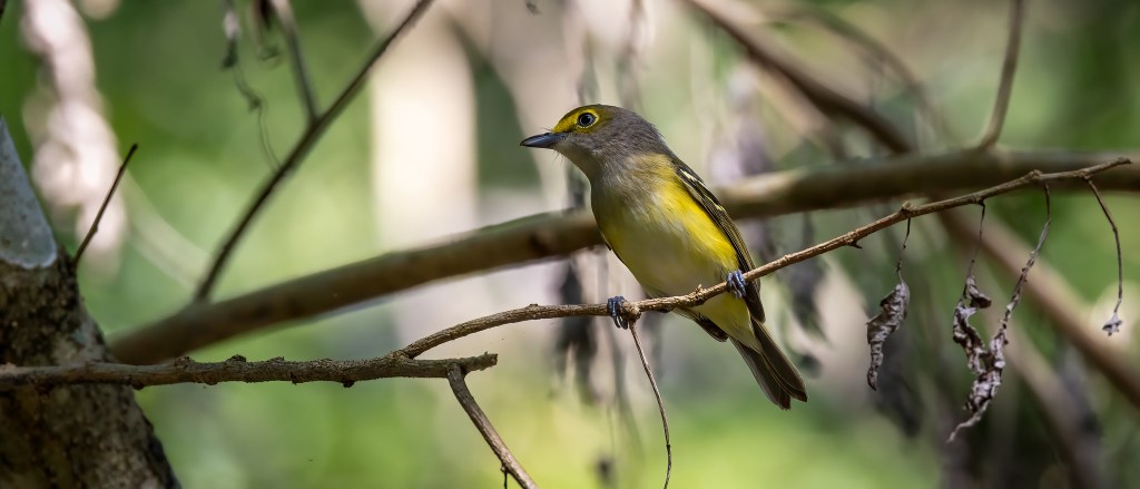 YUCATAN BIRD WALLPAPERS #13 – White-eyed Vireo