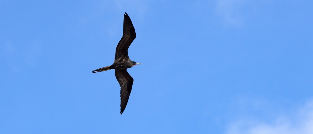 YUCATAN BIRD WALLPAPERS #35 – Magnificent&nbsp;Frigatebird