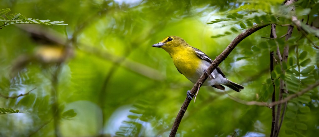 YUCATAN BIRD WALLPAPERS #9 – Yellow-throated Vireo