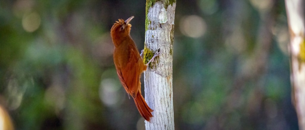 YUCATAN BIRD WALLPAPERS #15 – Ruddy&nbsp;Woodcreeper